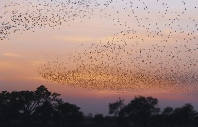 Migratory birds साइबेरियन पक्षियों का छड़वा डैम पर जमावड़ा