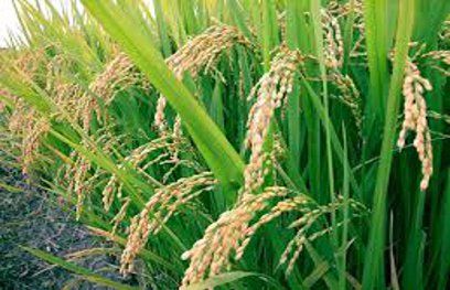 paddy यहां बारिश नहीं हुई मेहरबान, सूख गई खेतों की धान