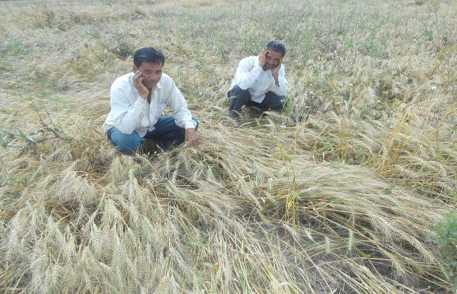 Fasal nuksan होली में अन्नदाताओं की फसलों को न करें नष्ट