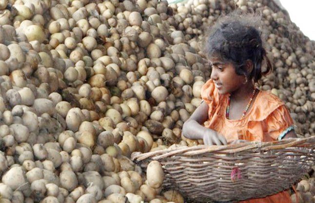 पंजाब में सरकारी फरमान, खूब खाएं आलू