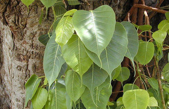 Pipal Tree अमावस्या को करें ये छोटा सा अचूक उपाय, मनचाहे काम में सफल होंगे