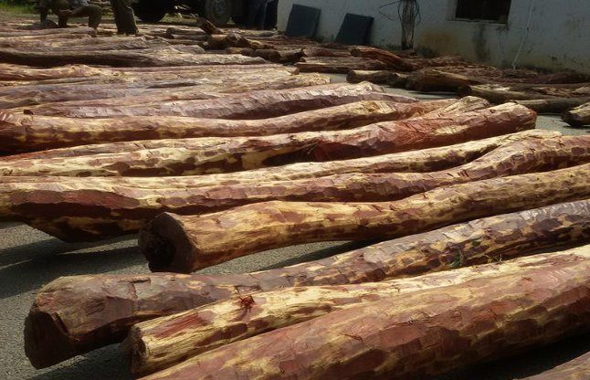 red sandalwood 32 लाख का लाल चंदन बरामद