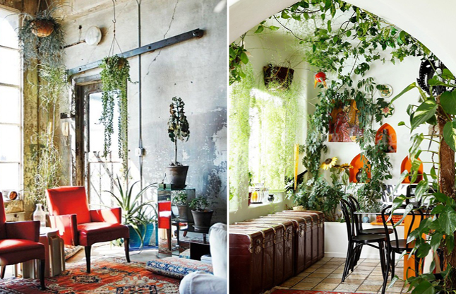 indoor home gardens अगर चुनना चाहती हैं हाउसप्लांट, तो ध्यान रखें ये बातें