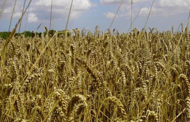 crop हरियाणा में नहीं होगा जीएम फसलों का परीक्षण
