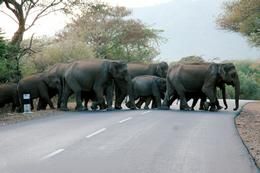 elephent, elephent corridore in karnataka दहशत में हैं ग्रामीण, कर रहे हैं रतजगा