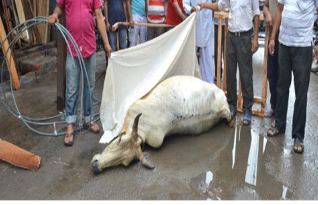 Current Seemingly Killed Two Cows - करंट लगने से दो ...