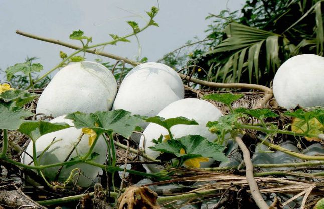 White pumpkin सफेद कद्दू से बनता है आगरे का पेठा, जानिए कद्दू के फायदे