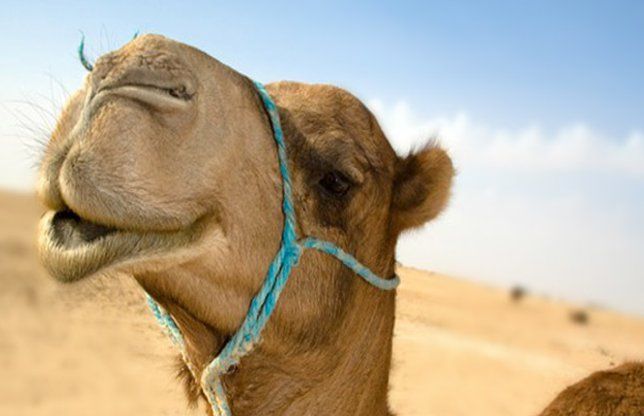 Camel 53 लाख पालतू पशु जोखिम में