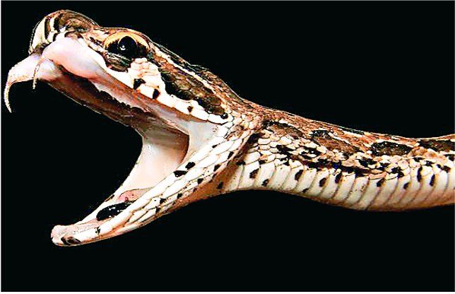 Snake जहरीले दंश के दर्द से छिनती सांसें