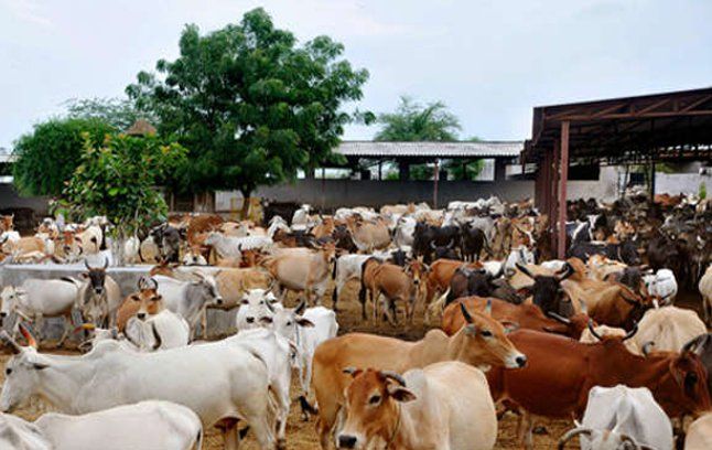 Hingonia cowshed विदिशा में खुलेगा पशु सहायता केन्द्र