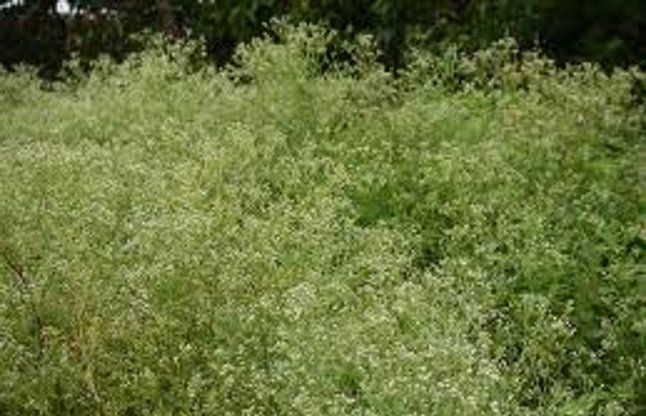 Carrot grass is becoming the epidemic पर्यावरण विभाग को नहीं दिख रही गाजर घास