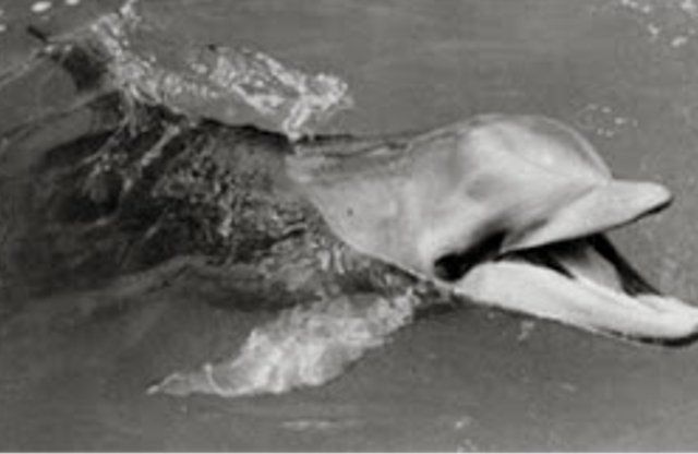 Animal Suicide ...और फिर रिचर्ड की डॉल्फिन ने आत्महत्या कर ली