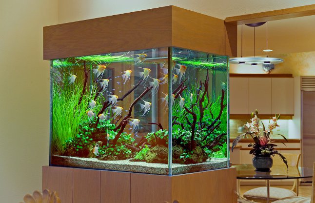 fish aquarium