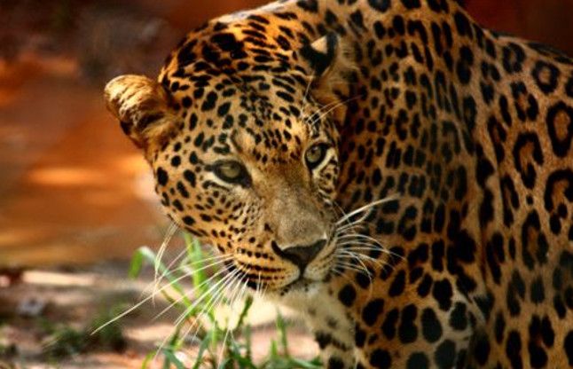 panther in Jaipur महासमुंद में हाथी के बाद तेंदुआ की धमक, गांव में फैली दहशत