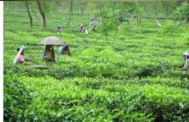 Kolkata news डंकन चाय बागान में हुई तीन मजदूरों की मौत