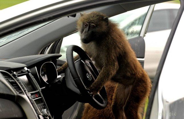 Monkey driver ड्राइवर सो रहा था, बंदर बस चलाकर ले भागा