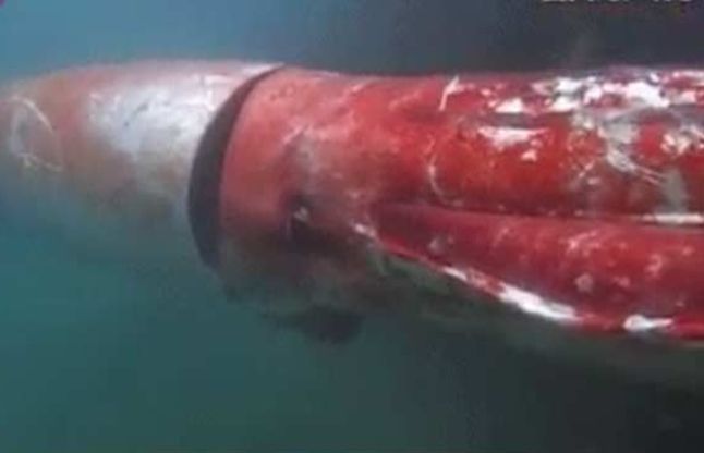 Giant Squid जापान में 14 साल बाद नजर आया विशालकाय अनोखा जीव