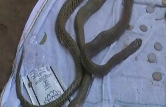 Snake couple सप्ताह भर से मृत नाग के पास बैठी है नागिन