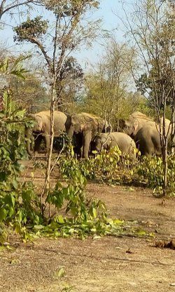Elephants दीवार तोड़कर चूनापुर सैन्य हवाई अड्डे में घुसा जंगली हाथी