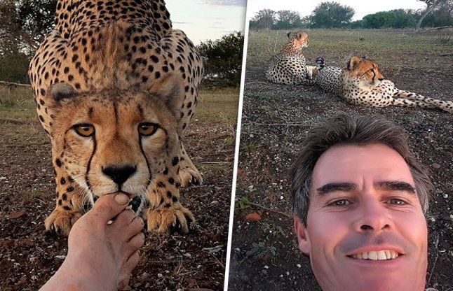 rare wildlife photography फोटोग्राफर की दिलेरी, पांच जंगली चीतों के बीच जा कर खींचे फोटो
