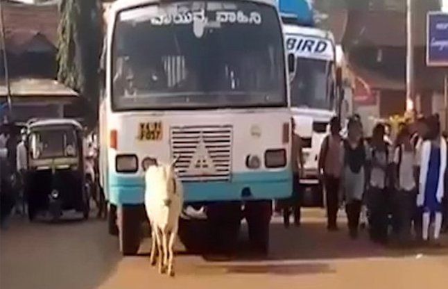 Cow stopping bus चार साल से बच्चे की मौत का बदला लेना चाह रही है यह गाय