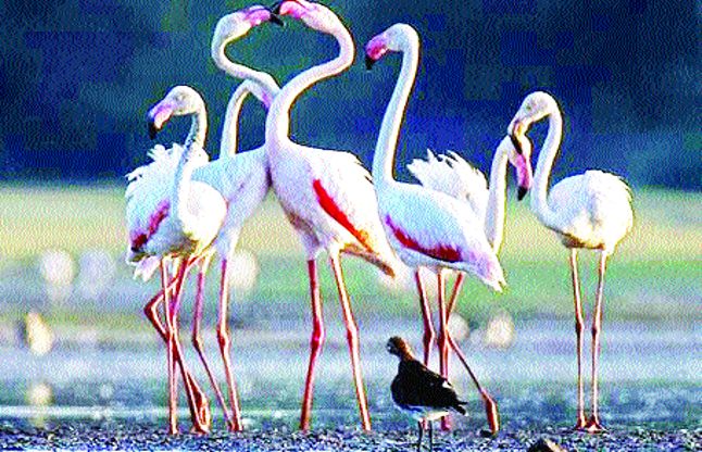 rajsamand दो पग चलकर ठिठक गया हमारा बर्ड फेयर