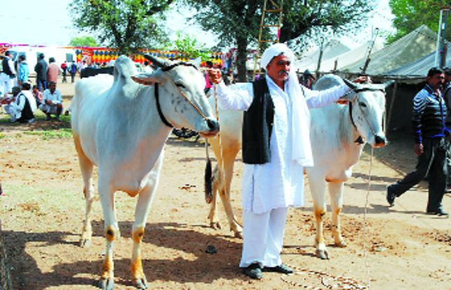 nagaur पशु मेले में साल दर साल घट रहे नागौरी बैल