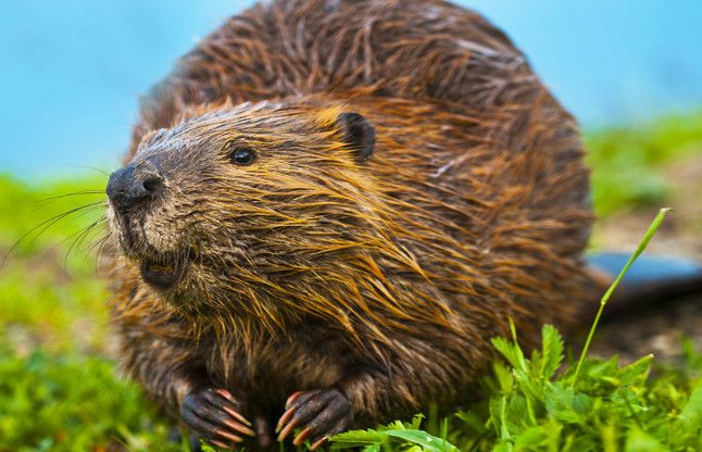 Beaver पर्यावरण के लिए वरदान हैं ऊदबिलाव : शोध