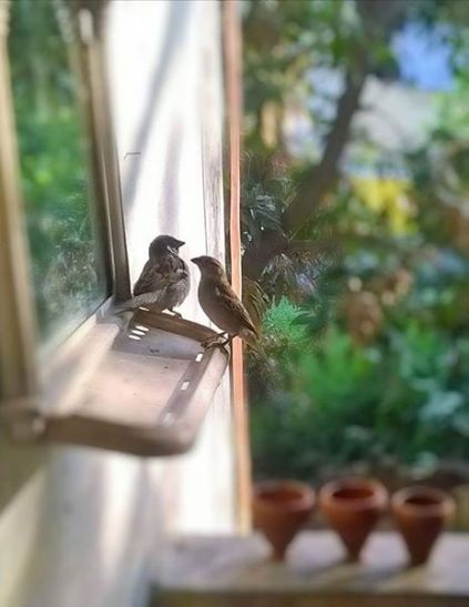 SPARROW #World Sparrow Day : यहाँ सालों से गौरैया को कैद से आजाद करने में जुटा गौरैया का जोड़ा