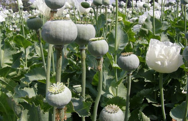 Opium सीमा पर हुई चौकसी तो बिहार व झारखंड से कर रहे कमी पूरी