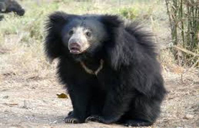 bears are dying, not possess serious नींद में साहब! भगवान भरोसे भालूओं की सुरक्षा, जामवंत योजना ठप्प