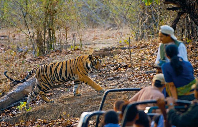 Bandhavgarh National Park, You Can See Tigers Here Closely - MP ...