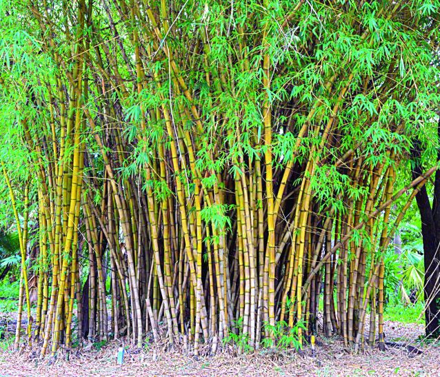 Worse Still Spend Millions Of Bamboo - लाखों खर्च फिर भी बांस की स्थिति  खराब | Patrika News