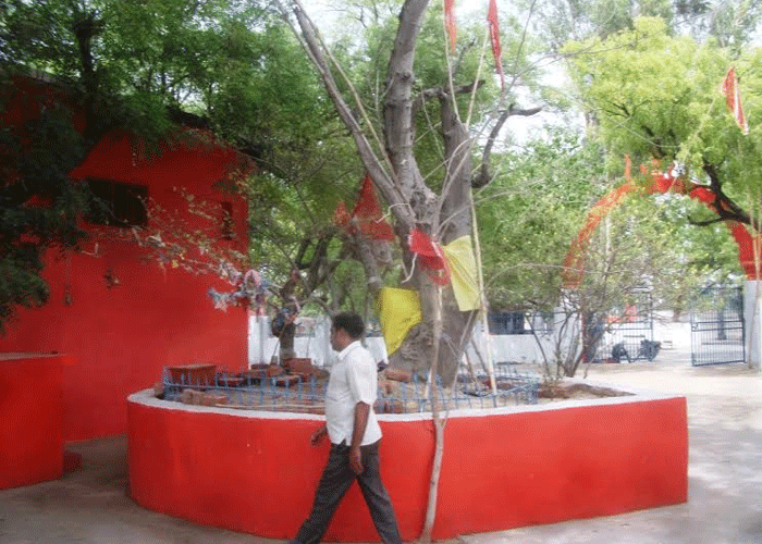 temple खास है झींझक कानपुर देहात स्थित अक्षयवट मंदिर