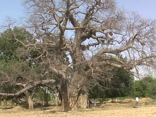 300 feet high tree तीन सौ फीट ऊंचा पेड़ बना आकर्षण का केंद्र