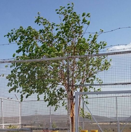 District Administration Will Do Plantation Of 22 Lacs Plant ...