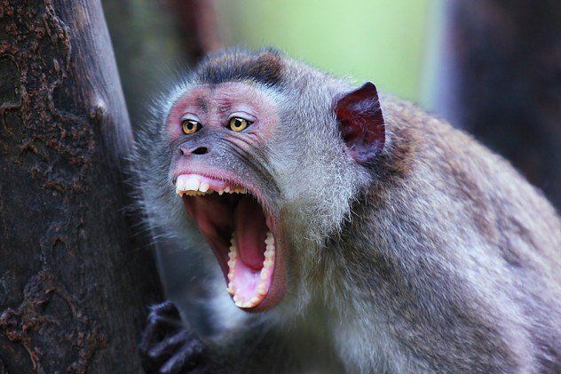 angry monkey उत्पाती बंदर बने युवक की मौत का कारण