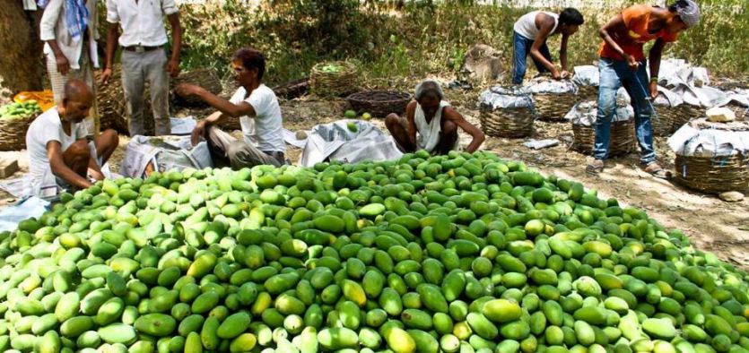 Malihabad Mango जापान को भी भाया लखनऊ का दशहरी