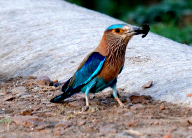 Wow This Bird Share His Foods With Other Bird Wildlife अपन बच च क ऐस ख न ख ल त ह च ड य द ख Photo Patrika News