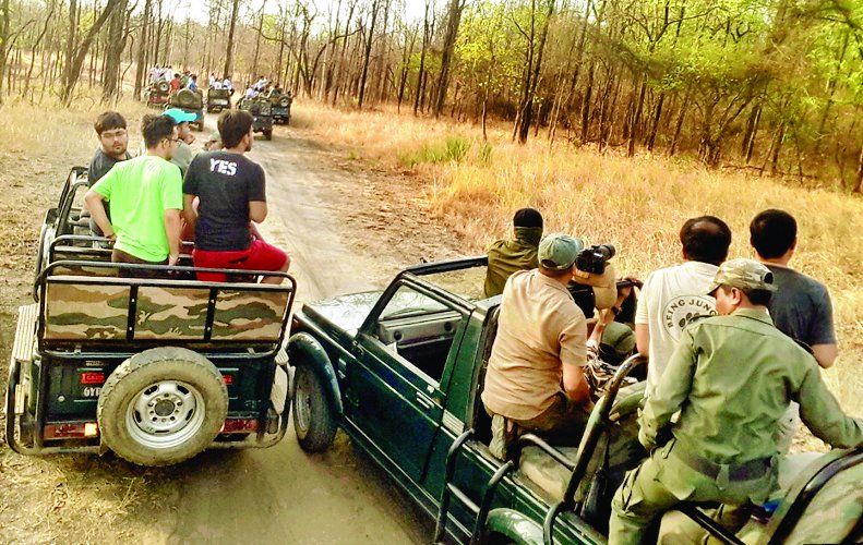 STR सौगात : 30 जून तक खुला रहेगा सतपुड़ा टाइगर रिजर्व