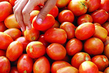 Vegetable prices in wholesale markets जानिए बारिश से सब्जियों पर क्या होगा असर, यहां पढि़ए थोक बाजार भाव