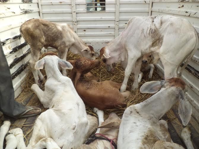 animal अब आजमगढ़ बन रहा पशुतस्करी का हब
