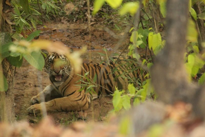 tigress national park भारत में यहां है बाघों का सबसे अधिक घनत्व, देखने आते हैं विदेशी मेहमान