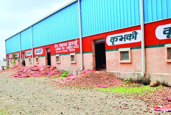 sehore 1.55 लाख क्विंटल में से 15 हजार क्विंटल प्याज सड़ी
