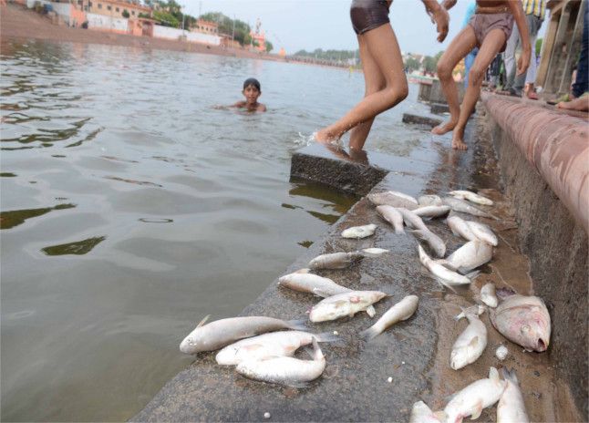 dirty water in shipra river, dead fish शिप्रा फिर से मैली, मरी सैकड़ों मछलियां