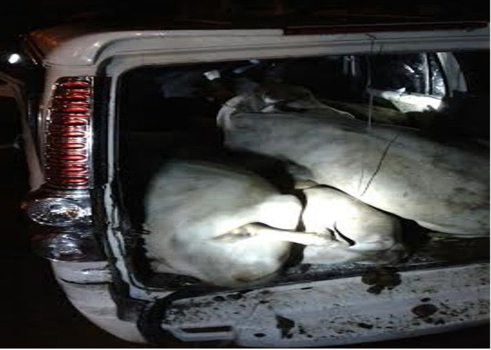 cows smuggling होमगार्ड सहित छह तस्कर गिरफ्तार