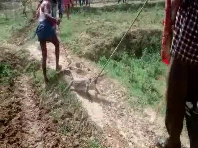crocodile हैवानियत: गांव में घुसे मगरमच्छ रस्सियों से बांधकर घसीटते हुए लोग