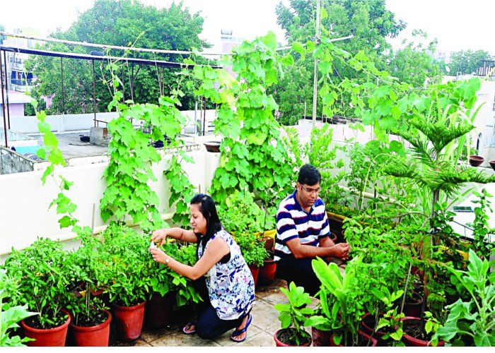 Organic Vegetable And Fruits Terrace Gardening - जानिए ...