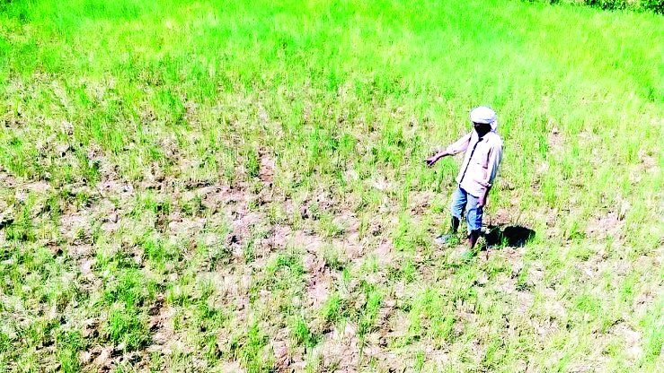 drought in field केंद्र से मिली 1782 करोड़ रुपए की सहायता