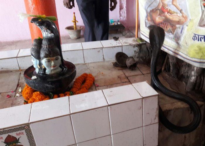 Shiva And Snake फन फैलाकर शिवलिंग से लिपट गया यह नाग, देखें VIDEO